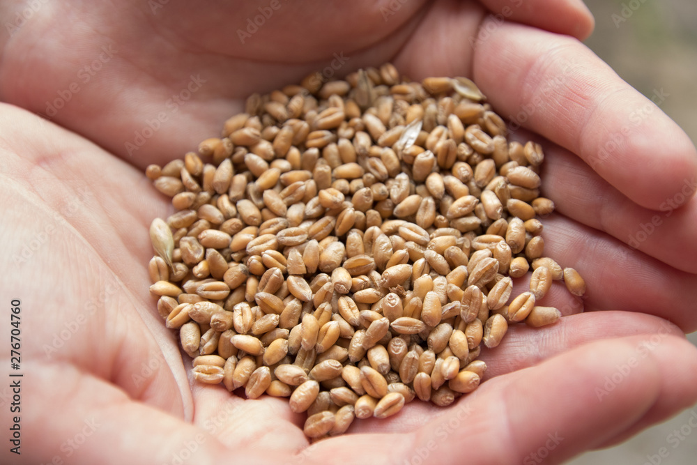 wheat grains in women's hands wheat grains in women's hands