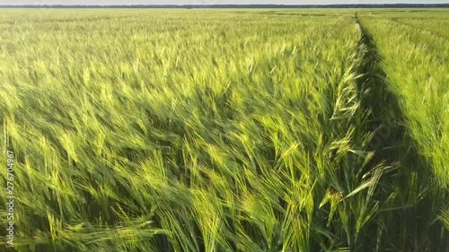 green rye stems grow at ground road along field with dense forest on horizon close upper view. Concept environment agriculture