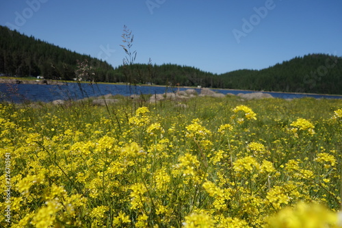 High mountain lake during summer time, Green meadow with beautiful yellow flowers in front. 