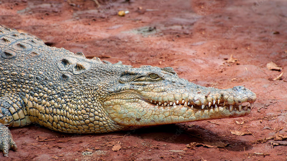 Obraz premium Crocodile close-up on the shore of the swamp.
