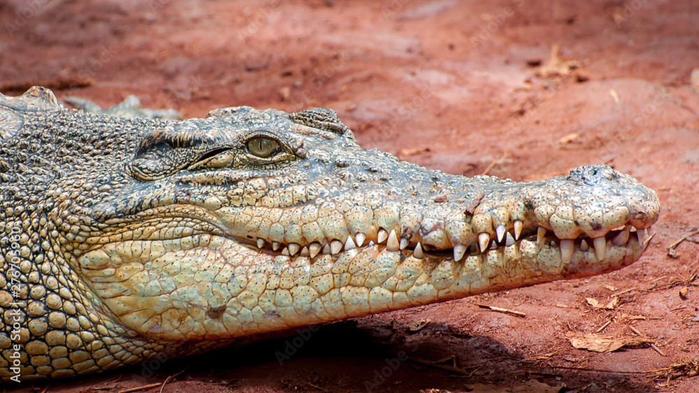 Fototapeta premium Crocodile close-up on the shore of the swamp.