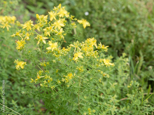 Obraz na plátne Hypericum perforatum - Millepertuis perforé ou millepertuis officinal