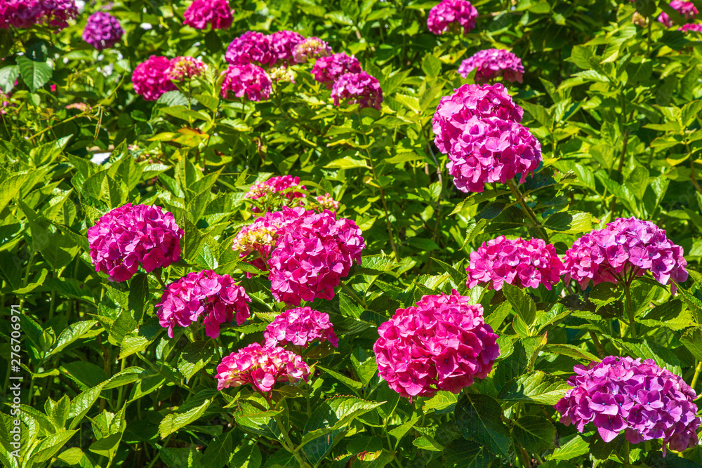 アジサイ　紫陽花