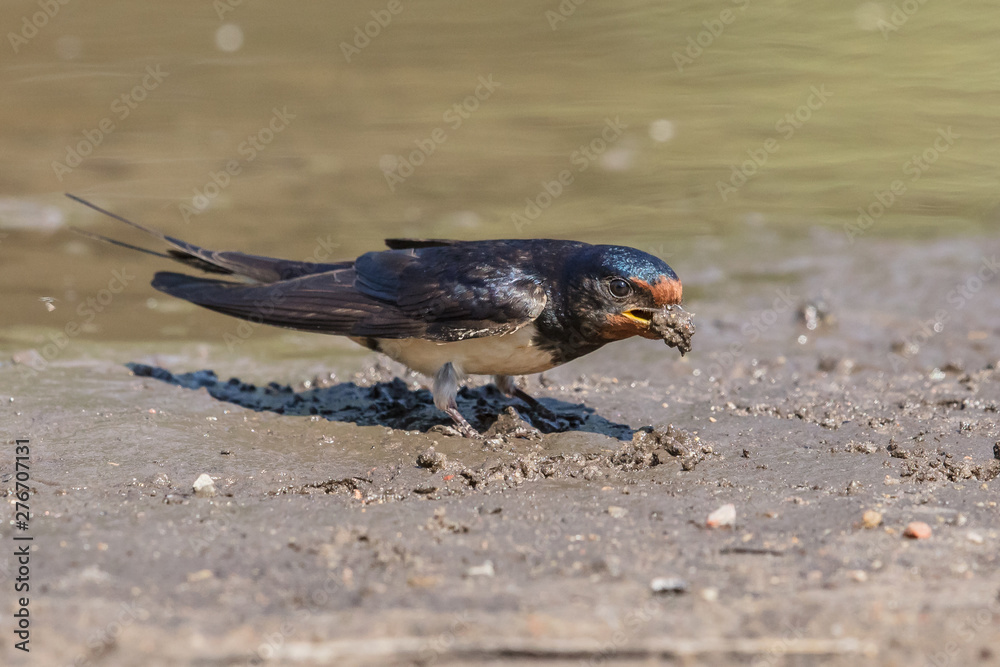 Obraz premium schwalbe