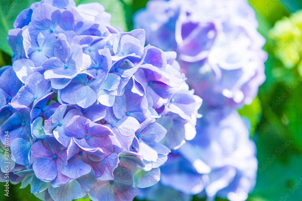 アジサイ 紫陽花 アジサイ 紫陽花