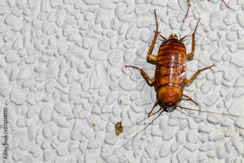 Cockroach on the stone wall photo