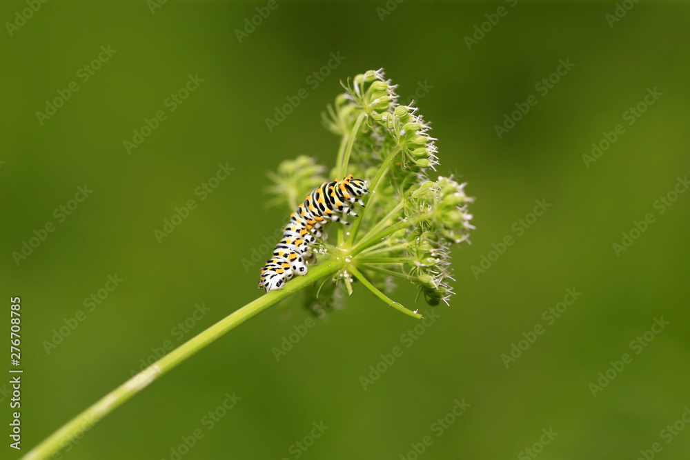 Fototapeta premium A caterpillar is on the green leaves