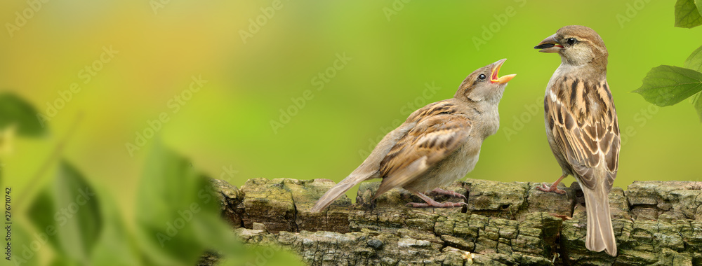 Fototapeta premium Vögel 120
