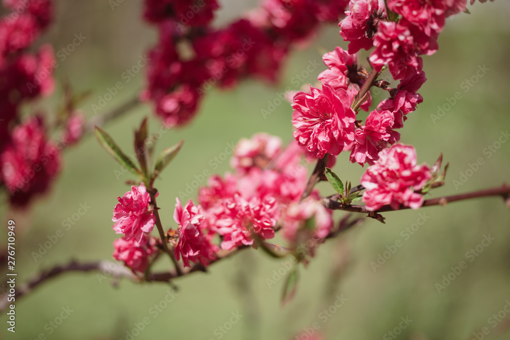 A branch of flowering peach in the garden A branch of flowering peach in the garden