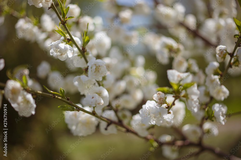 Blooming flowers of cherry on a beautiful blur background