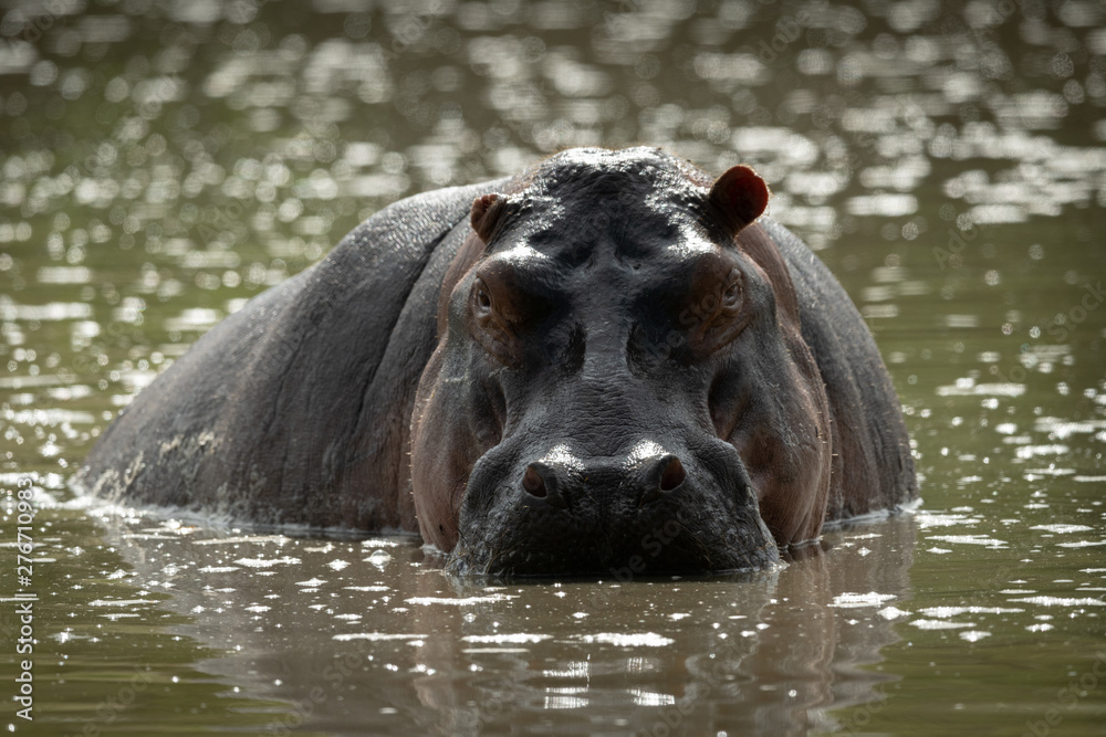 Hippo stares menacingly at camera from river Hippo stares menacingly at camera from river