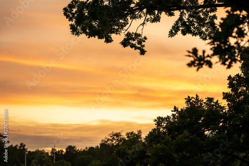 Selective focus of beautiful golden summer sunset sky with trees and branch in the foreground.