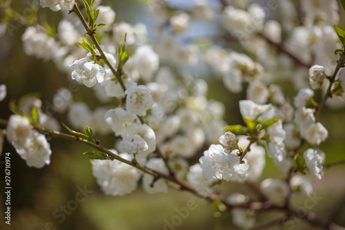 Blooming flowers of cherry on a beautiful blur background