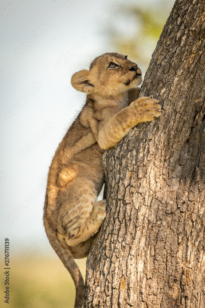 Close-up of lion cub climbing tree trunk Close-up of lion cub climbing tree trunk