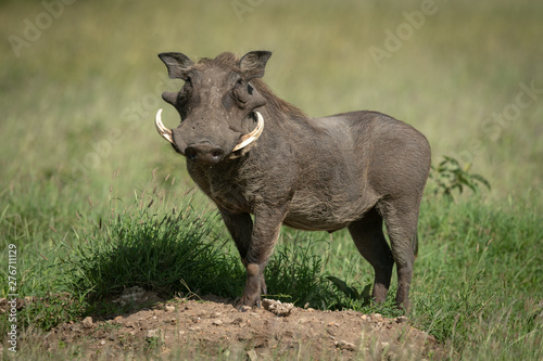Common warthog stands on mound eyeing camera photo