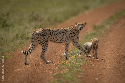 Cheetah and cub cross track in sunshine