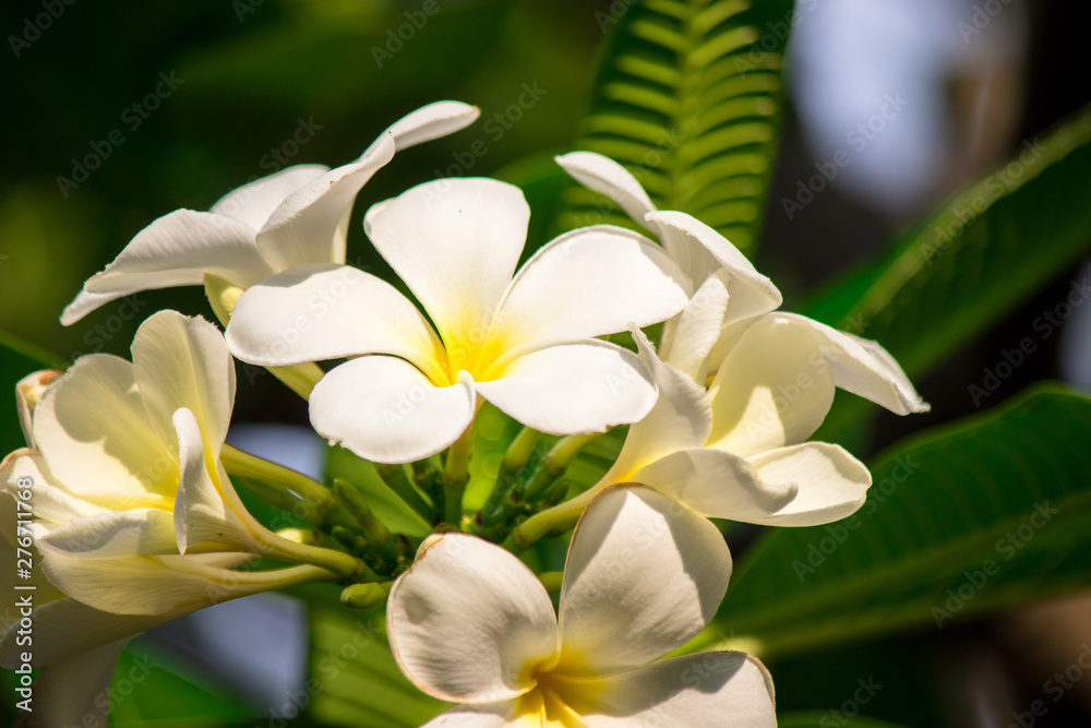 Fototapeta premium Plumeria frangipani Apocynaceae White flower green leaf