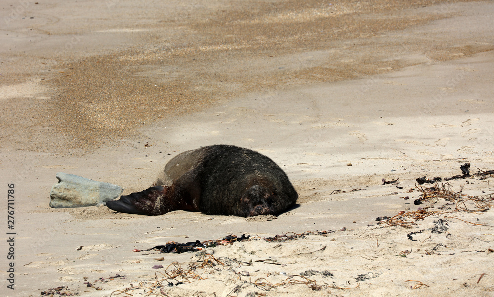 Fototapeta premium Robben am Strand in Neuseeland