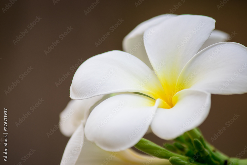 Fototapeta premium Plumeria frangipani Apocynaceae White flower green leaf