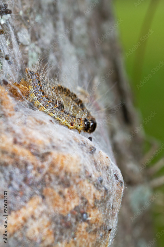 Larvae of Oak processionary on their communal nests of white silk Larvae of Oak processionary on their communal nests of white silk