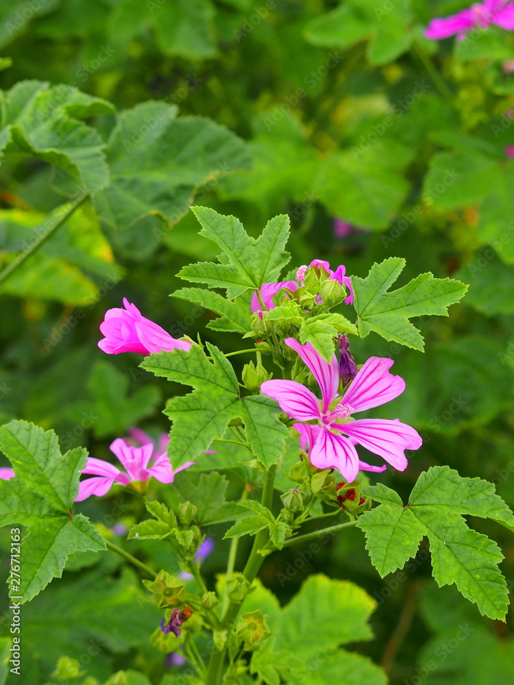 ウスベニアオイの花 ウスベニアオイの花