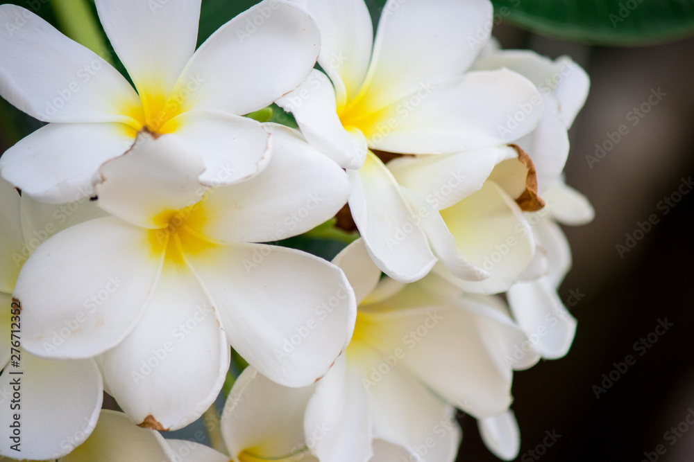 Fototapeta premium Plumeria frangipani Apocynaceae White flower green leaf