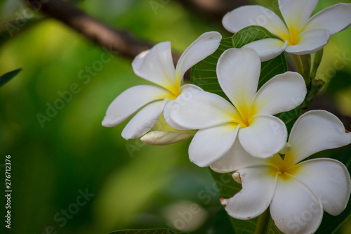 Plumeria frangipani Apocynaceae White flower green leaf