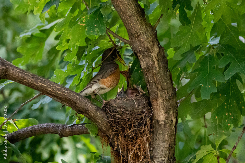 Fototapeta premium American robin's nest