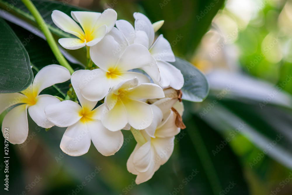 Obraz premium Plumeria frangipani Apocynaceae White flower green leaf