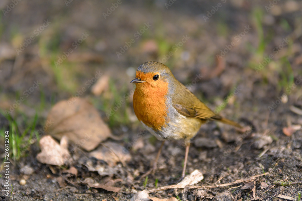 Ein Rotkehlchen befindet sich auf einem Erdboden Ein Rotkehlchen befindet sich auf einem Erdboden
