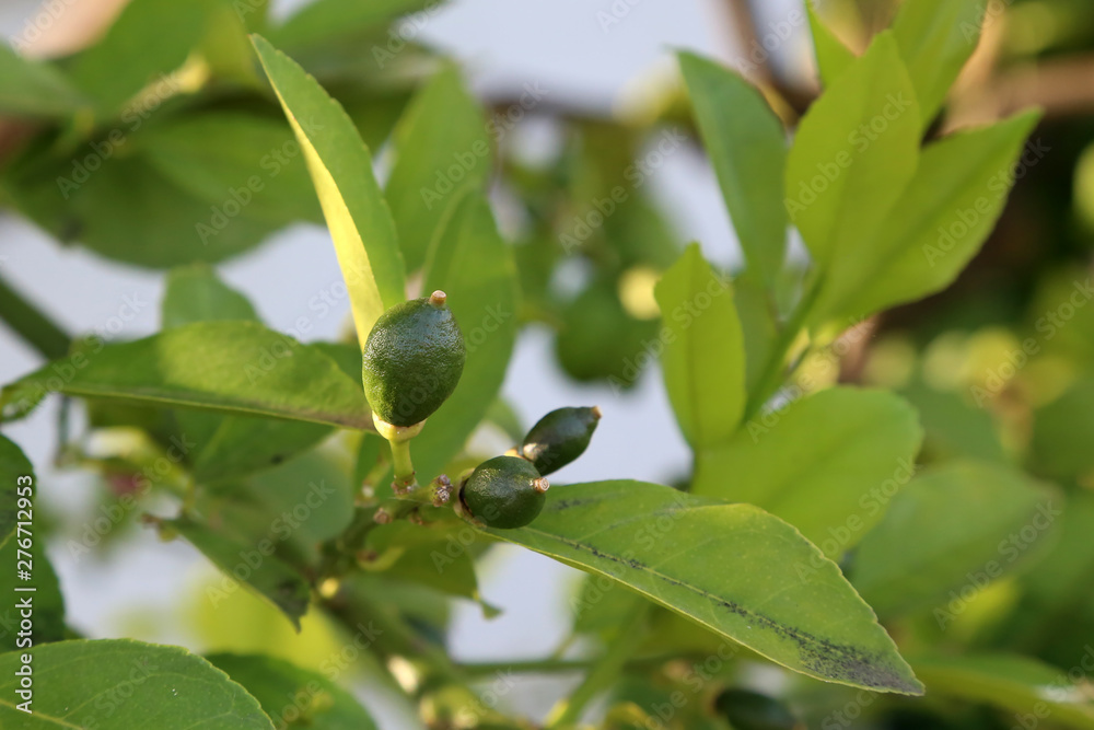 Lemon tree with flowers and fruits in the garden Lemon tree with flowers and fruits in the garden
