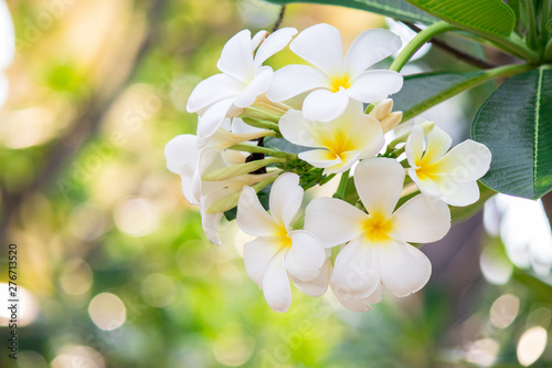 Plumeria frangipani Apocynaceae White flower green leaf