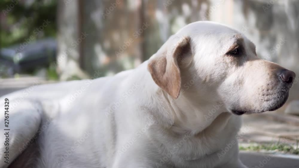 Labrador Retriever Dog Lying on the Floor Watching Around Labrador Retriever Dog Lying on the Floor Watching Around