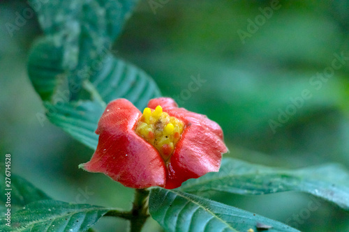 Blurred nature background with red tropical flower : Hot Lips Flower, Psychotria poeppigiana photo