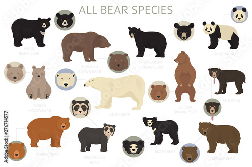 All world bear species in one set. Bears collection. Vector illustration photo