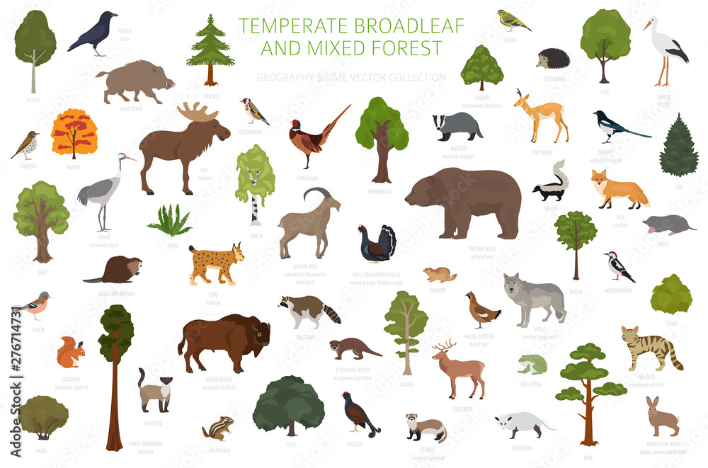 Temperate broadleaf forest and mixed forest biome. Terrestrial ecosystem world map. Animals, birds and plants graphic design