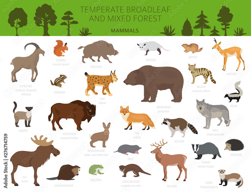 Temperate broadleaf forest and mixed forest biome. Terrestrial ecosystem world map. Animals, birds and plants graphic design