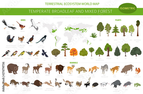 Temperate broadleaf forest and mixed forest biome. Terrestrial ecosystem world map. Animals, birds and plants set. 3d isometric graphic design