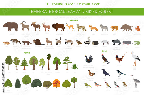 Temperate broadleaf forest and mixed forest biome. Terrestrial ecosystem world map. Animals, birds and plants graphic design