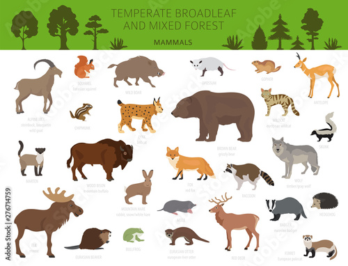 Temperate broadleaf forest and mixed forest biome. Terrestrial ecosystem world map. Animals  birds and plants graphic design