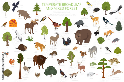 Temperate broadleaf forest and mixed forest biome. Terrestrial ecosystem world map. Animals, birds and plants set. 3d isometric graphic design
