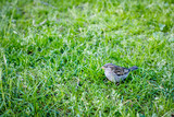 Little Sparrow in the grass. Park. Wildlife.