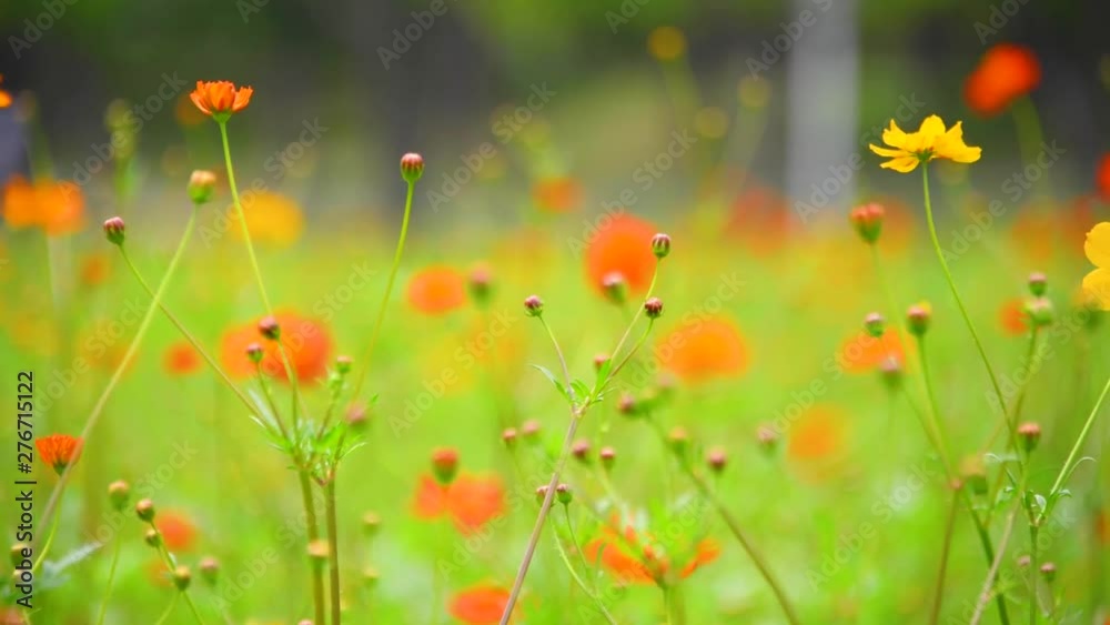 Orange-red Persian chrysanthemums swaying in the wind Orange-red Persian chrysanthemums swaying in the wind