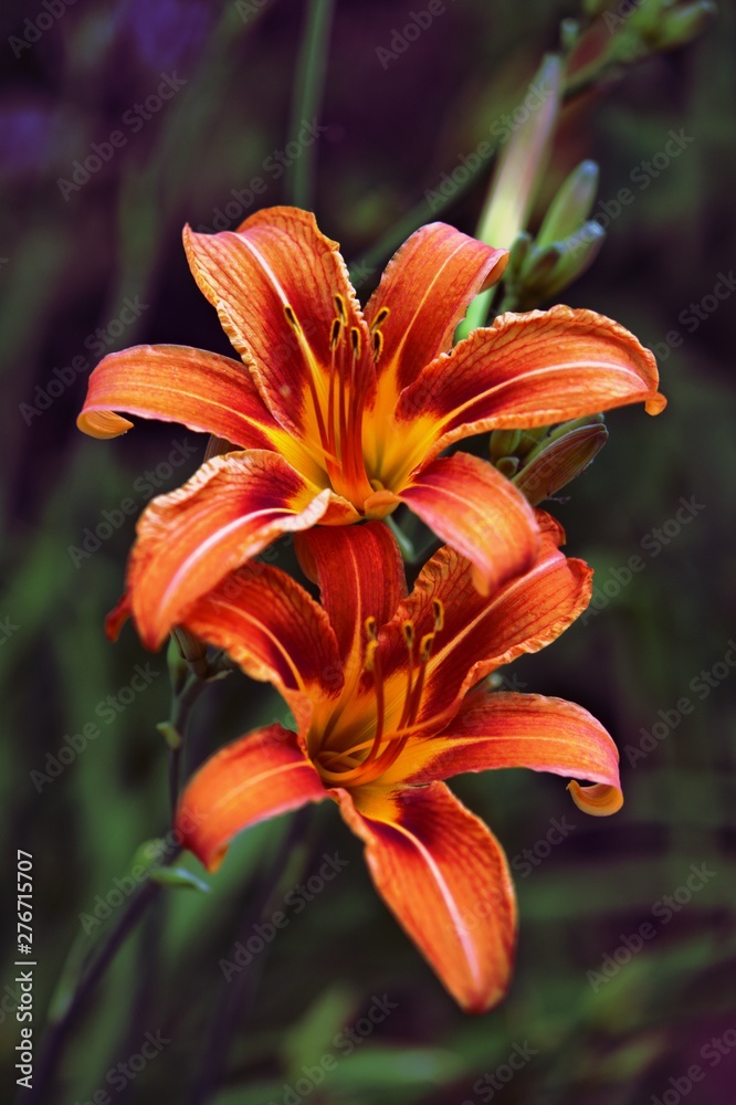 Close-up shot of bright orange lilies with a blurred background. Close-up shot of bright orange lilies with a blurred background.