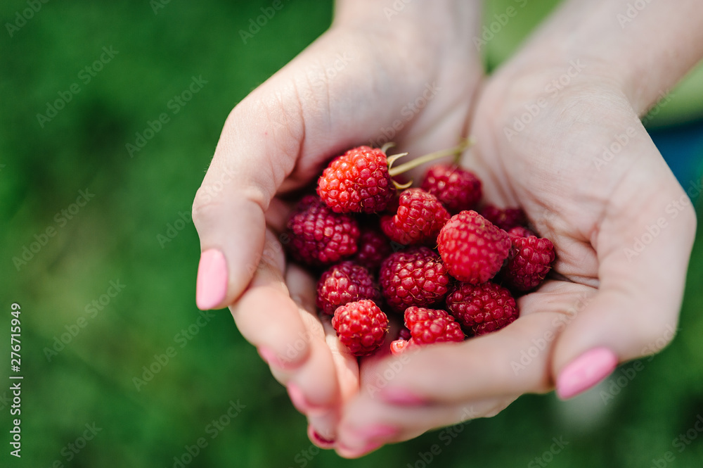 A woman holds a big red raspberry in her hands isolated on background green field, on a farm at sunset. Harvest. Vegetable garden. Growing raspberries. A woman holds a big red raspberry in her hands isolated on background green field, on a farm at sunset. Harvest. Vegetable garden. Growing raspberries.