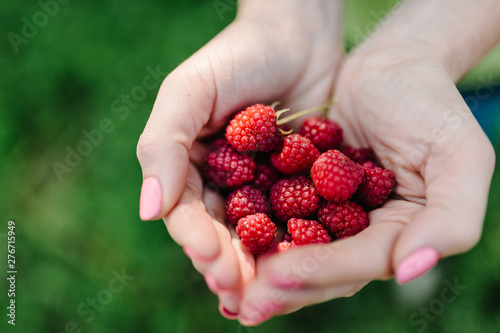 A woman holds a big red raspberry in her hands isolated on background green field, on a farm at sunset. Harvest. Vegetable garden. Growing raspberries.