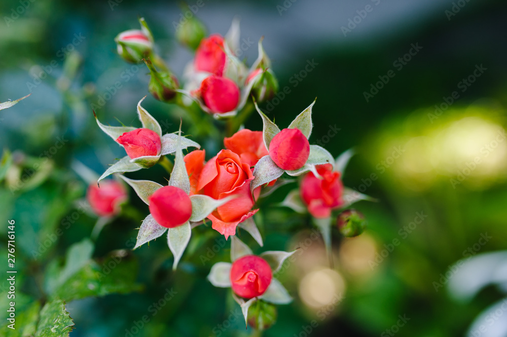 Orange roses on fresh green leaf background and bokeh blur with shallow depth of field. To use as a background image for Valentine's Day. Soft focus. Orange roses on fresh green leaf background and bokeh blur with shallow depth of field. To use as a background image for Valentine's Day. Soft focus.
