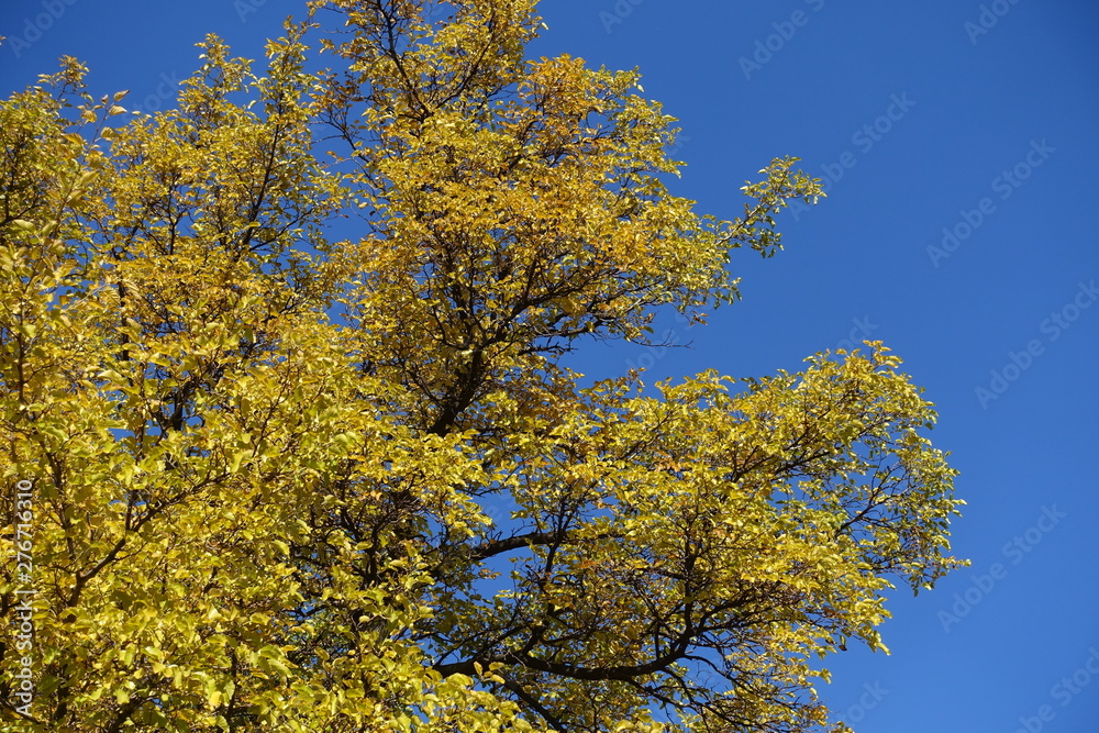 Branches of mulberry against blue sky in autumn