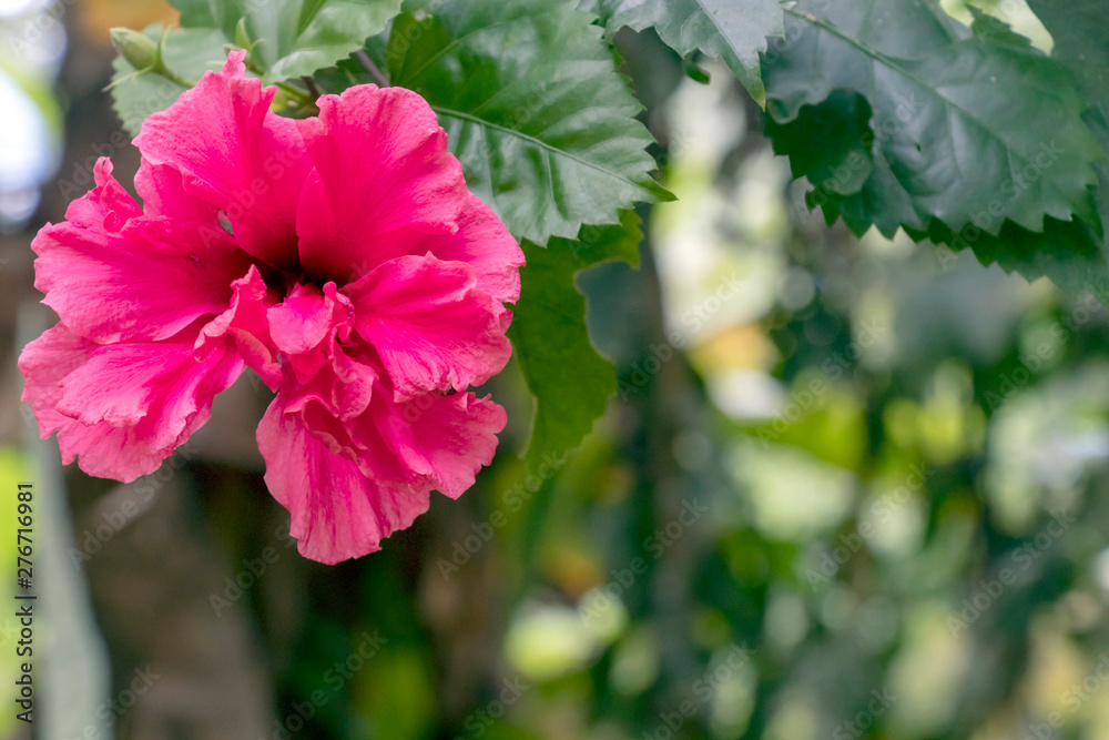 Blurred close-up of pink Hibiscus flower in the garden with copy space