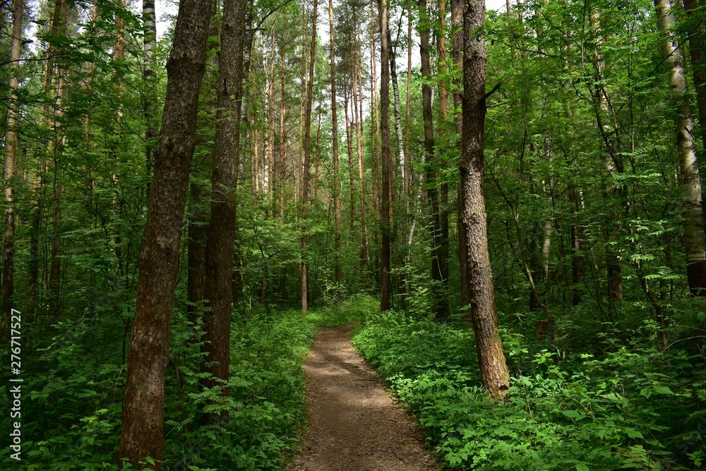 path in forest